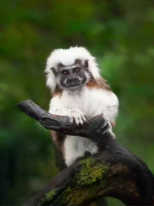 Unleash the Fun with Animal Themed Online Slots!